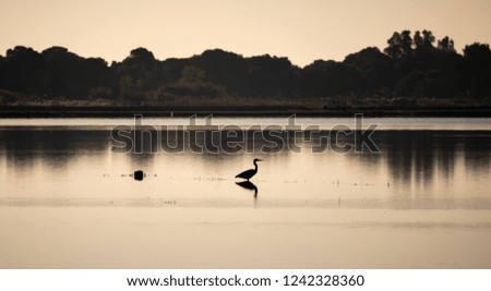 High contrast backlit view of bird looking to the right in the center of the lake