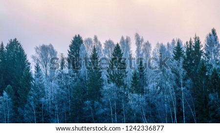 
Landscape, Frost covered trees against the background of a pink dawn sky