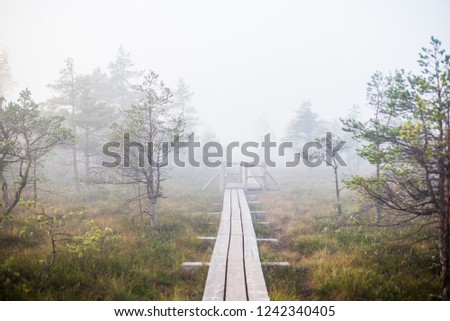 A swamp in the morning. A wooden road and pine trees close-up. Kemeri, Latvia