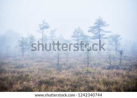 Cloudy autumn day in the forest. Morning fog and green pine trees. Kemeri. Latvia