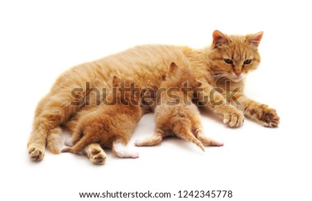 Cat and kittens isolated on a white background.