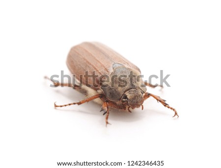 One brown beetle isolated on a white background.