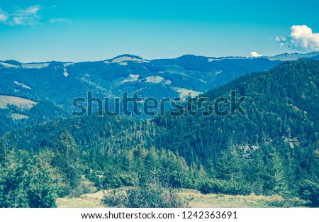 Green forest on hills of Carpathian mountains under autumn sun.Blue sky and evergreen fir trees.Instagram vintage film filter with fading colors