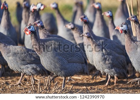  Close up Picture on the flock of adult Guinea fowl, Numida meleagris birds in the outdoor paddock of the small poultry farm in system of organic agricuture in the sunny autumn day                    