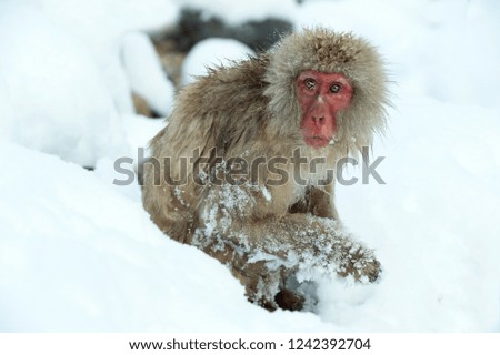 Snow monkey on the snow. Winter season. The Japanese macaque ( Scientific name: Macaca fuscata), also known as the snow monkey.