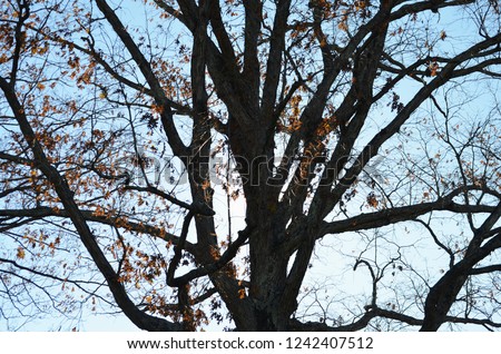 Seasonal Autumn Trees on Rural Landscape in Virginia