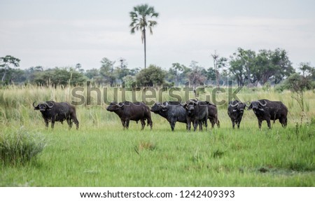 Buffalo herd in Africa
