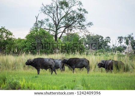 Herd of buffalo in the African forest of Botswana