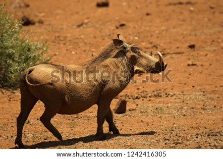 The common warthog (Phacochoerus africanus) going to the waterhole in evening sun. Red sand in Kalahari desert in background.
