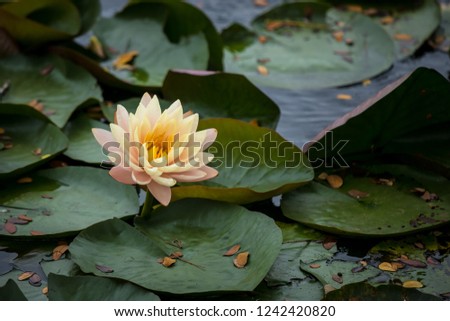 beautiful white waterlily or lotus flower.