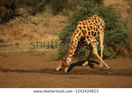 African giraffe (Giraffa camelopardalis giraffa) making a bow to drink from waterhole on the Kalahari desert. Waterhole is on sand. A tree in the background.