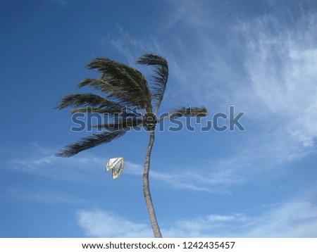 kite with of palm trees and sky in Brazil