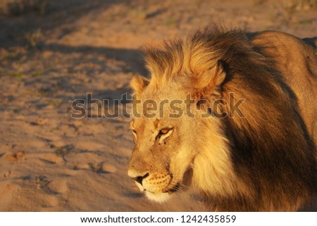 Lion male (Panthera leo) walking in Kalahari desert and looking for the rest of his pride in morning sun. Sand in background. Lion mail portrait up to close.