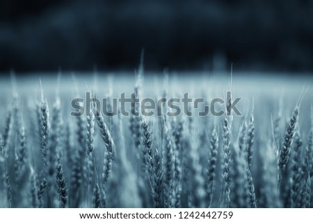 Crop field in cold blue. Beautiful sharp background image. 