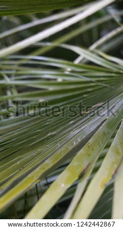 Tropical plant leaves, palm