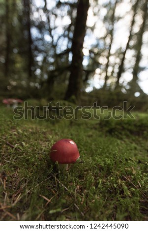Mushrooms growing in the forest woodlands of Wales