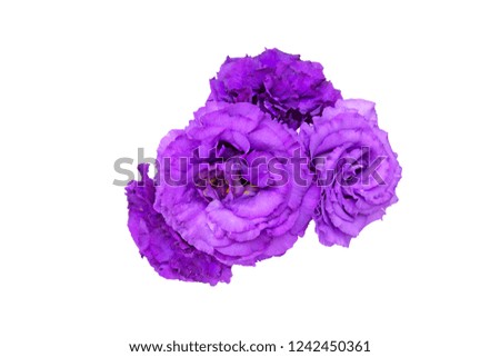 Pictured a bouquet of eustoma in a white background.