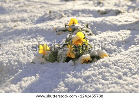 Flowers under snow in garden 