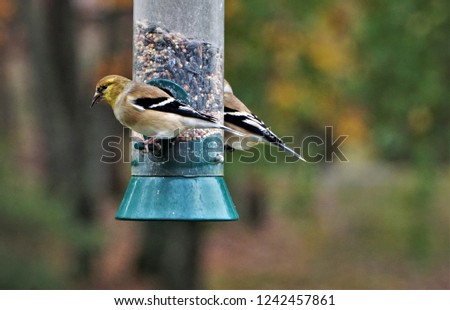  American Goldfinch (Spinus tristis) perching on the bird feeder enjoy eating and resting on the soft focus garden background, Autumn in Georgia USA.