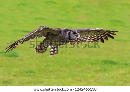 Verreaux's eagle owl in flight. A huge Verreaux's eagle owl is seen in flight action.