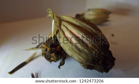 Marigold seed pods