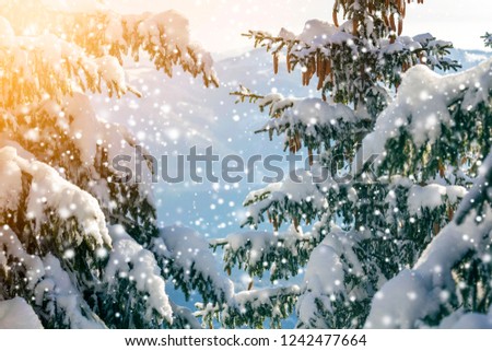 Fir-tree branches with green needles and cones covered with deep fresh clean snow and hoarfrost on blurred blue outdoors copy space background. Merry Christmas and Happy New Year greeting card.