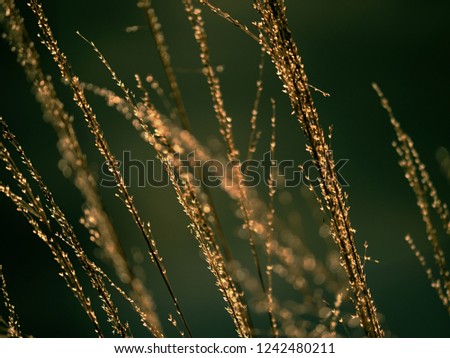 Dry golden stalks. Autumn nature theme. Outline of grass against to sun. 