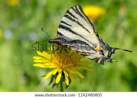 Butterfly sitting on a flower with spring green background