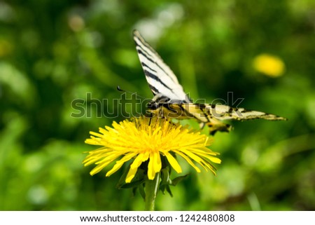 Butterfly sitting on a flower with spring green background