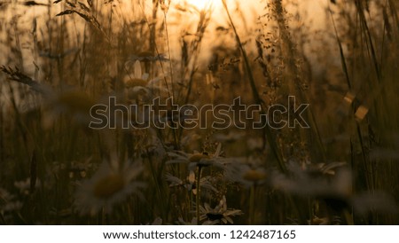 Sunrise seen from grass with yellow flowers