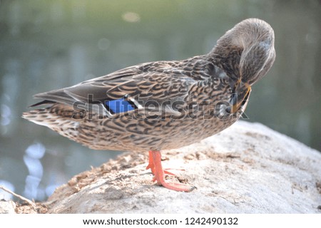 duck at Pond
