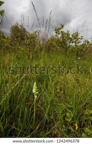 Spiranthes romanzoffiana, commonly known as hooded lady's tresses (alternatively hooded ladies' tresses) or Irish lady's-tresses, is a species of orchid. Macro habit picture on a wet meadow