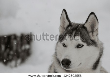 A Siberian Husky with blue eyes enjoying the snow in Eastern Canada