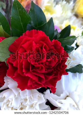 A beautiful red flower background.