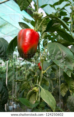 Red bell pepper in a greenhouse.