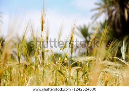 A picture of a group of wheat schnapps