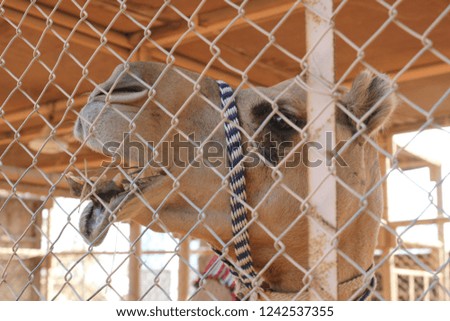 Camel eating grass in the cage