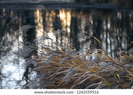 Dry grass by the lake in park Maksimir, in Zagreb, Croatia at sunset. Selective focus.