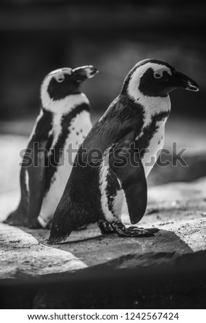 Couple of cute African penguins in sunset light. Wildlife wallpaper.
