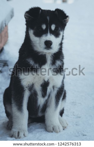 A husky puppy at a training camp in Quebec