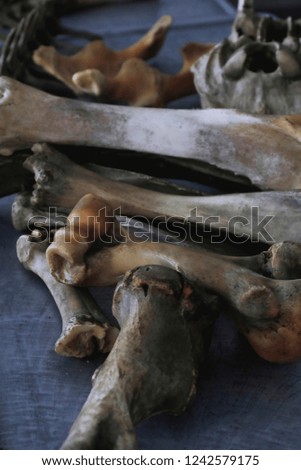 close up scary creepy photo of animal bones on metal table for studying zoology of vertebrata 