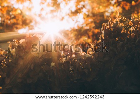 star sunburst through hydrangea plant
