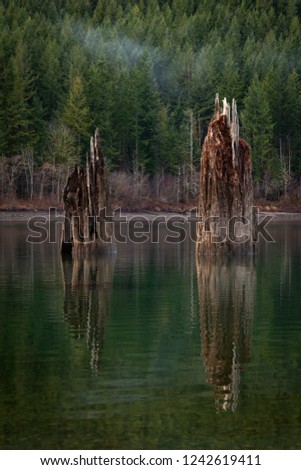 Landscape of old tree stumps submerged in a flooded valley, with water reflecting an evergreen forest