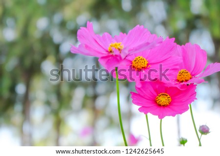 Pink cosmos flower beautiful blooming in the garden