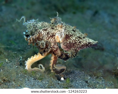 Mimic octopus Royalty-Free Stock Photo #124263223