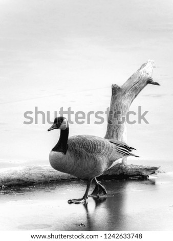 A black and white wildlife photo of a single Canadian goose walks across a frozen pond in front of a bare tree log protruding out of the ice in the winter season in Wisconsin.