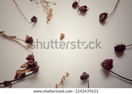 Brown rose flowers .break my heart .be sad concept. - on white background