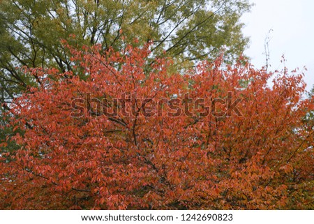 Tree with Red Leaves in Front of Green Trees and White Cloudy Overcast Sky in Burke, Virginia
