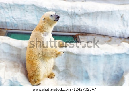 Ice Bear - Zoo - Japan