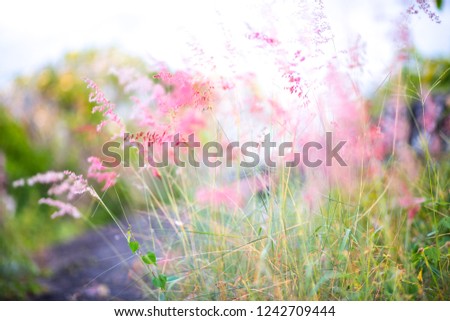 Pink flowering grass fiddler,Background Visual depth of field focus,